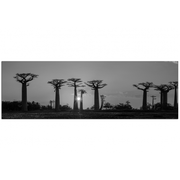 Obraz na plátně - Baobaby při západu slunce - panoráma.